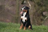 BOUVIER D'APPENZELL 073